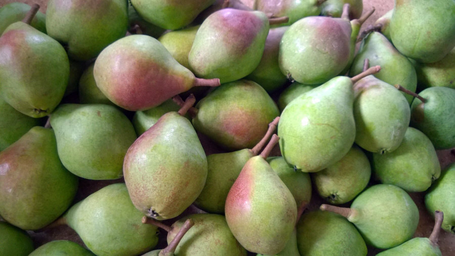 Polský vývozce ovoce, jablka, hrušky, švestky, třešně, velkoobchod Polsko 01